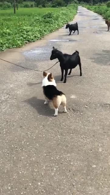 小羊最新爆料视频,幕后真相大曝光! 第2张 小羊最新爆料视频,幕后真相大曝光! 第2张